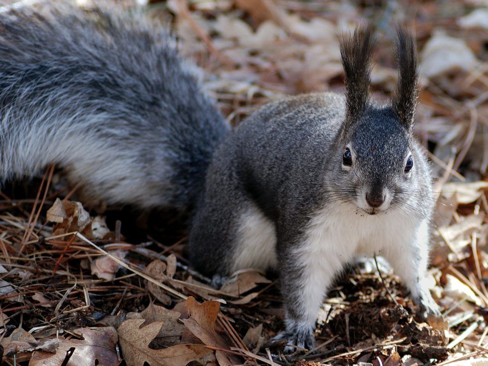 Grey squirrel invasion. Lesson 1 in the Kanban Coach’s Evolutionary Change Playbook